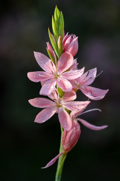 Giglio Kaffir, Giglio Bandiera Cremisi (Hesperantha coccinea)