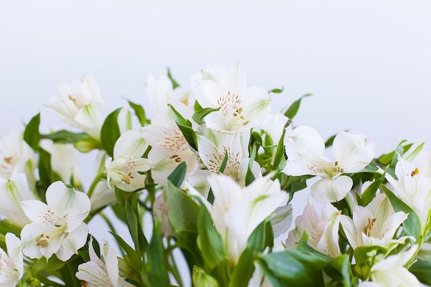 Giglio peruviano di Alstroemeria o giglio degli Incas che fiorisce in giardino