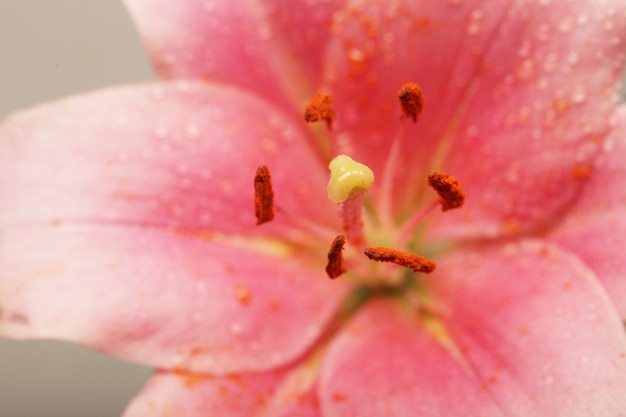 Giglio rosa fiore