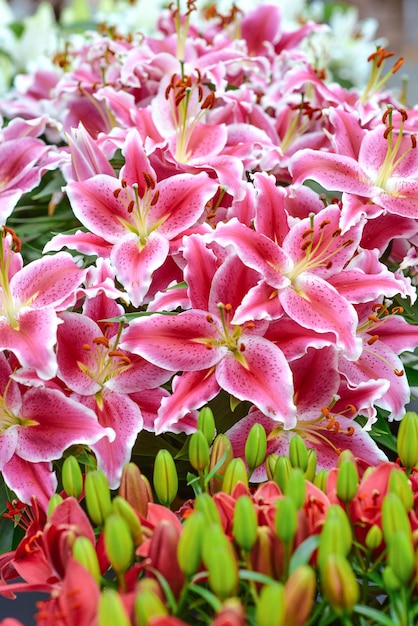 giglio rosa in fiore nel giardino