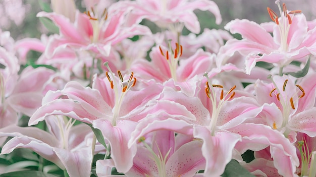 Giglio rosa in giardino, Lily joop fiori