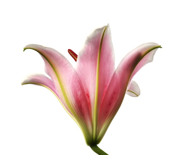 giglio rosa isolato su bianco