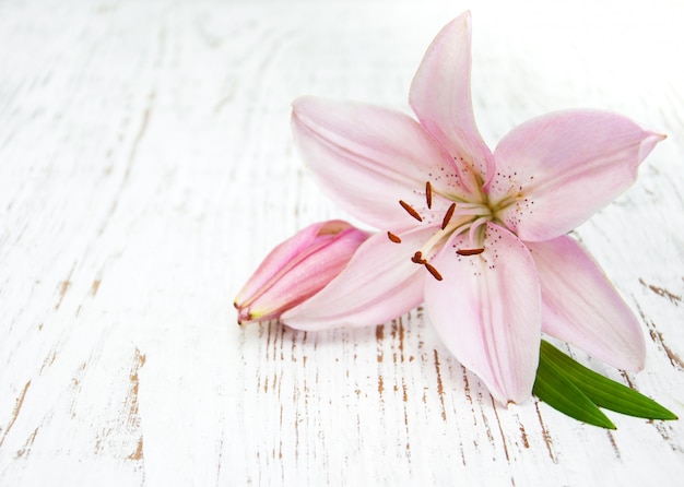 Giglio rosa