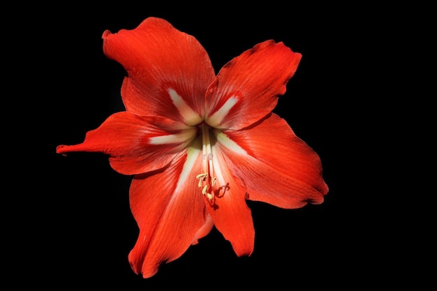 Giglio rosso su sfondo nero