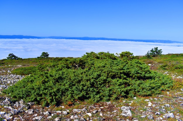 Ginepro alpino comune Juniperus communis subsp alpina sulla cima di una montagna