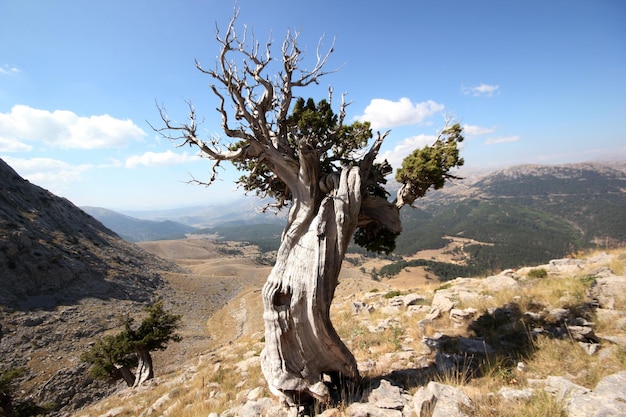 Ginepro in alta montagna