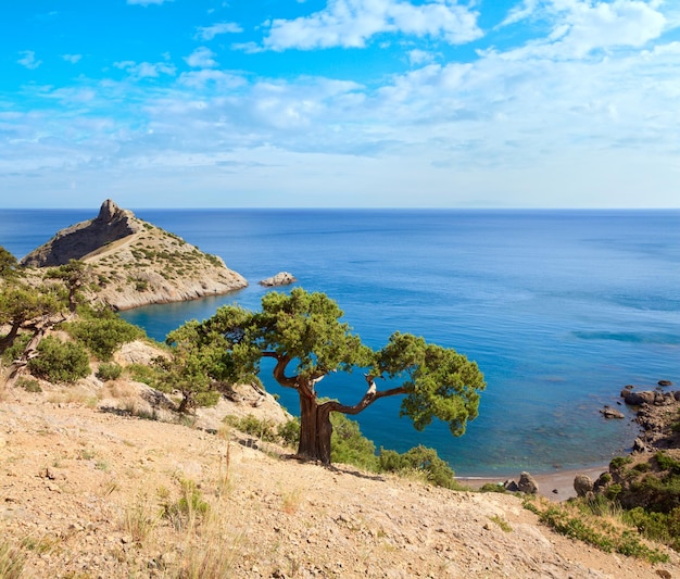 Ginepro su roccia e mare con capo Capchik dietro Novyj Svit riserva Crimea Ucraina