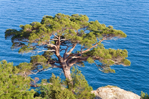 Ginepro su roccia sullo sfondo della superficie del mare (riserva "Novyj Svit", Crimea, Ucraina).