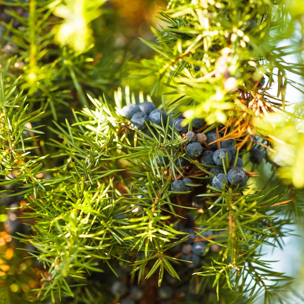 Ginepro sul cespuglio. Close up bacche nella foresta