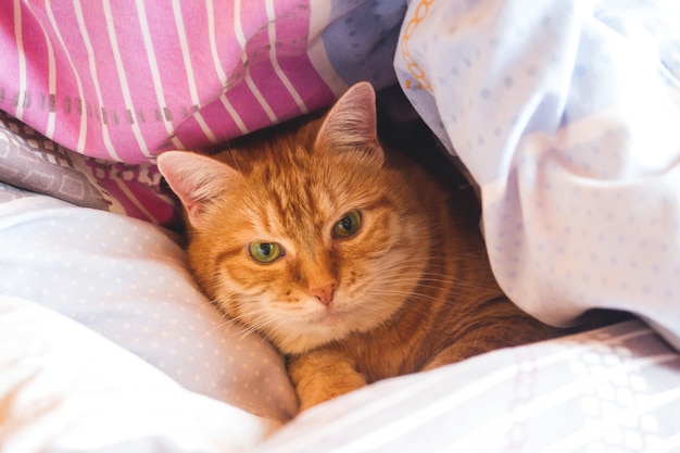 Ginger cat anni sul letto in una coperta.