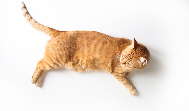 Ginger cat sdraiato su un tavolo. Simpatico gatto con gli occhi verdi. Al veterinario. Vista dall&#39;alto