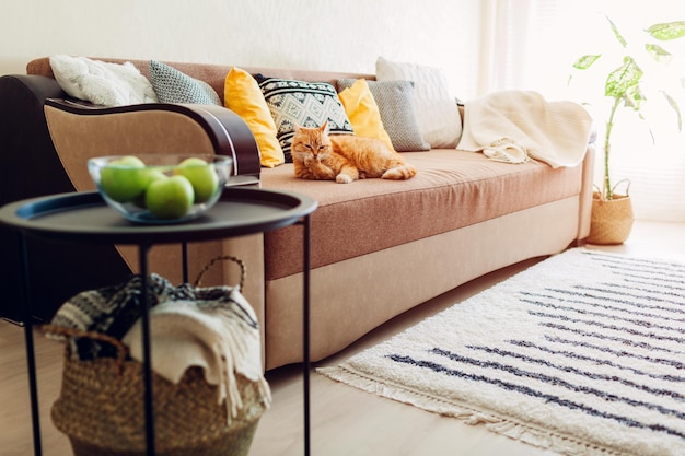 Ginger cat sdraiato sul divano in soggiorno e pulizia delle zampe