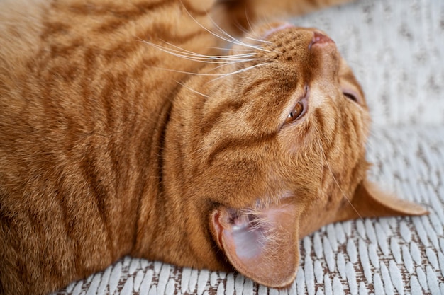 Ginger cat sonnecchia con gli occhi socchiusi sul divano