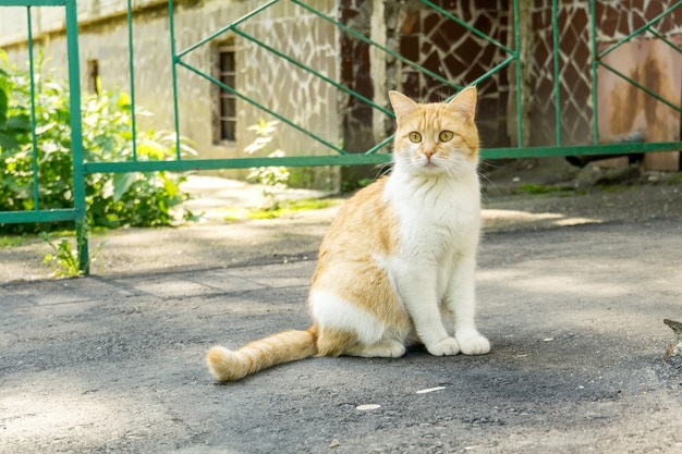 Ginger Cat sulla strada