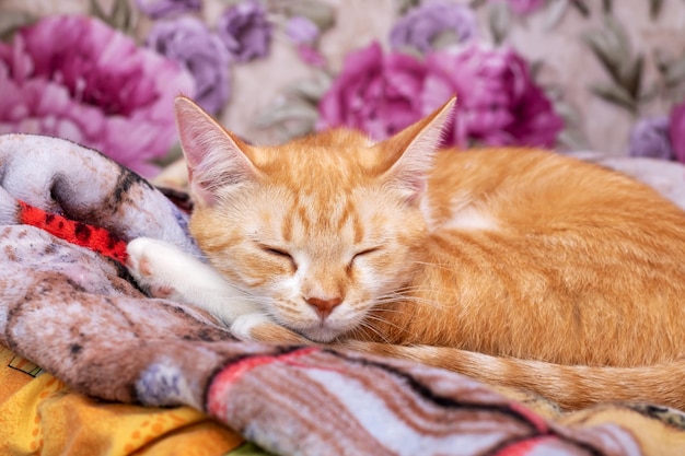 Ginger gattino dorme arrotolato a casa da vicino