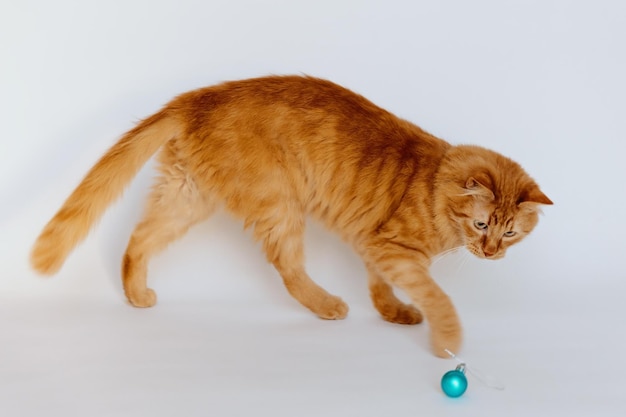 Ginger gattino sta giocando con una palla di Natale su uno sfondo bianco