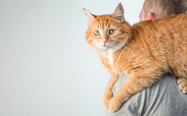 Ginger giovane gatto si siede sulla spalla di un uomo