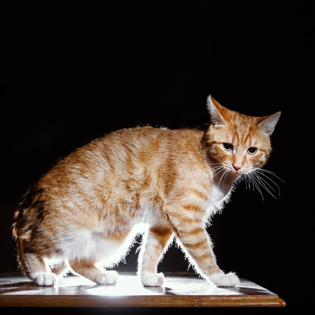 Ginger kitten, orange tabby cat, vista laterale