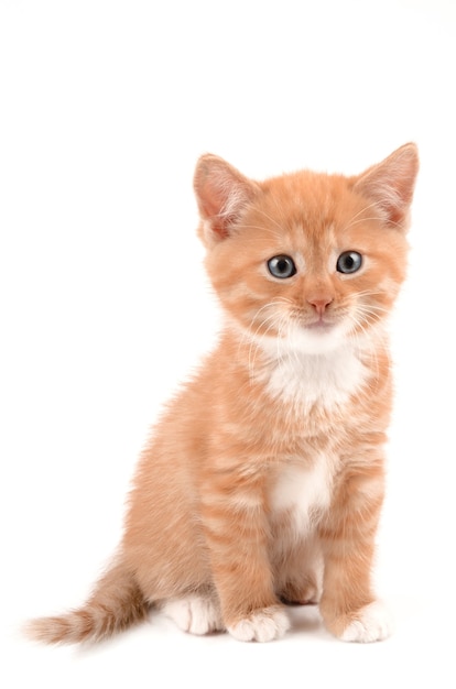 Ginger kitten