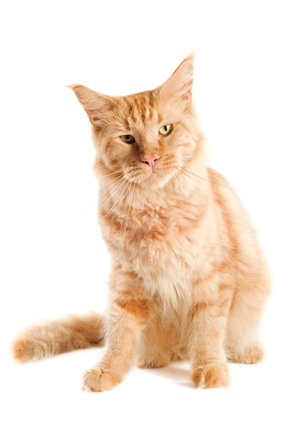 Ginger Maine Coon Cat