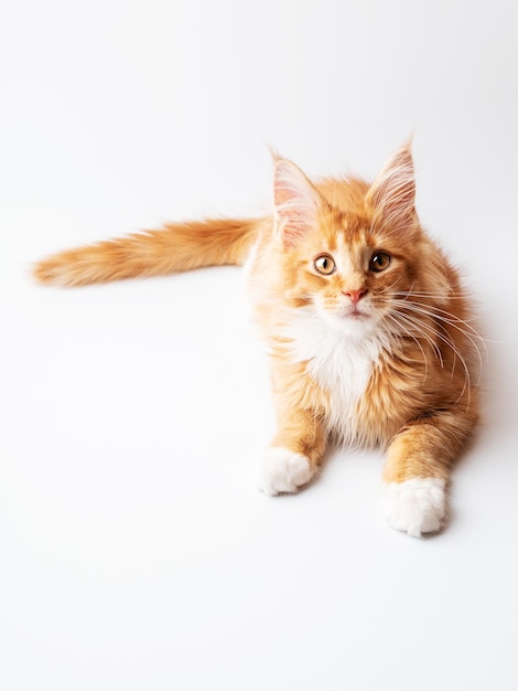 Ginger Maine Coon gattino sdraiato su uno sfondo bianco