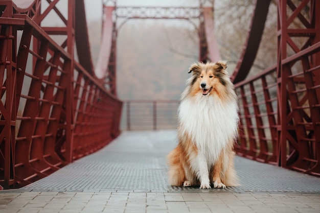 Ginger orange Rough Collie cane ritratto autunno. Bellissimo cane soffice in una mattinata nebbiosa. Colli Ruvidi