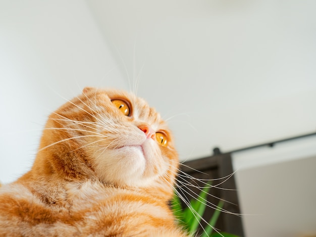 Ginger Scottish Fold, primo piano sul viso