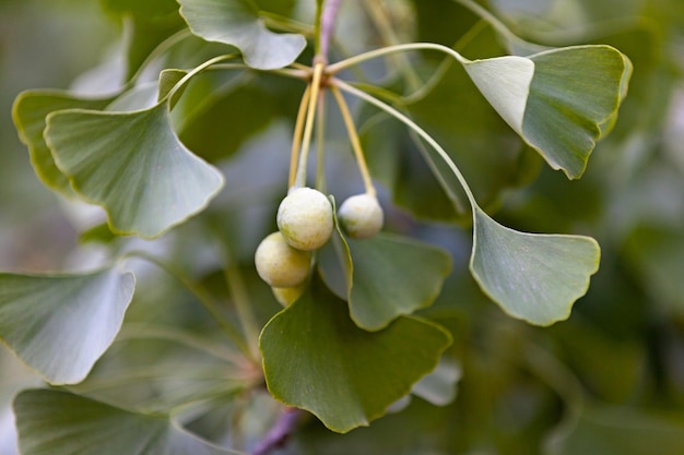 Ginkgo biloba comunemente conosciuto come ginkgo o gingko noto anche come albero del pelo di fanciulla