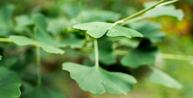 Ginkgo biloba foglie verdi su un albero in Slovacchia. Foglie con luce solare. Albero da giardino.