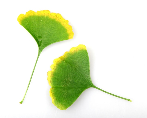 Ginkgo biloba