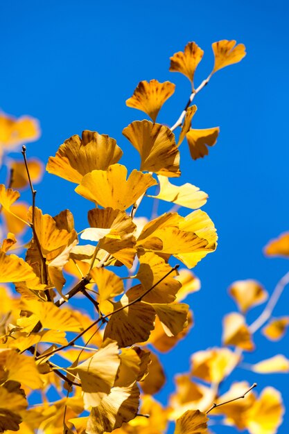 Ginkgo d&#39;autunno