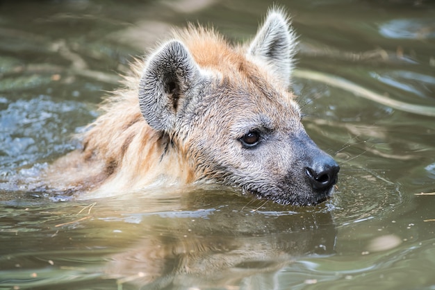 Giocare a iena nell&#39;acqua