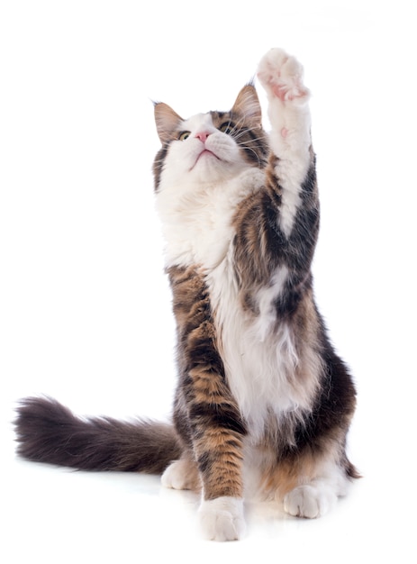 Giocare al gatto maine coon
