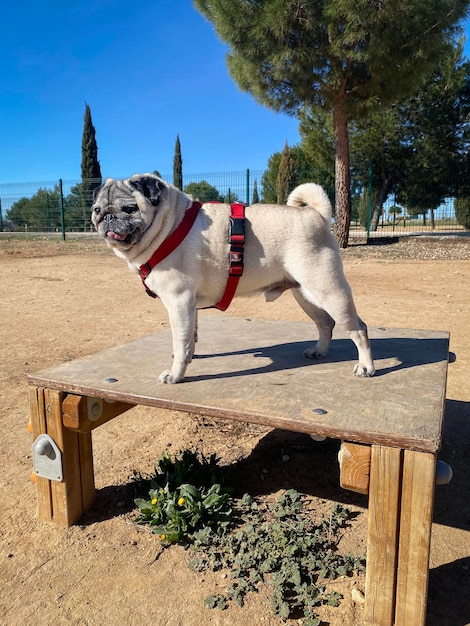 Giocare con i cani al parco cani