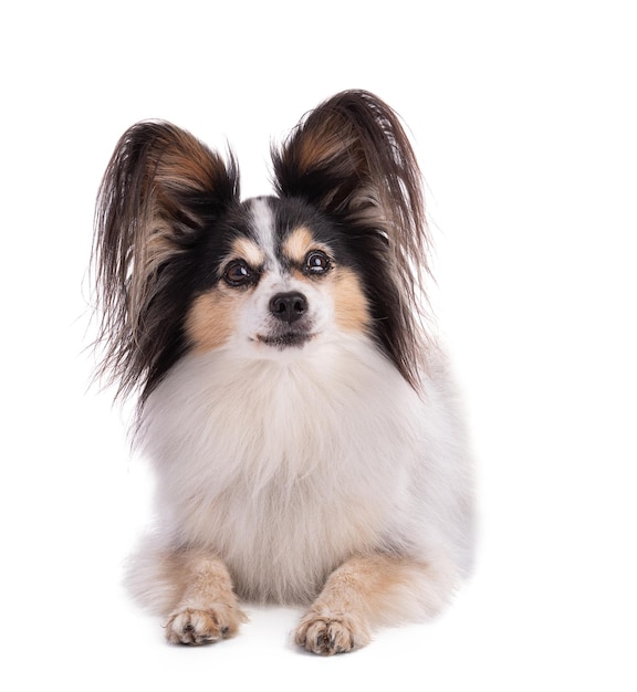 Giocattolo continentale spaniel papillon Cane isolato su sfondo bianco in studio