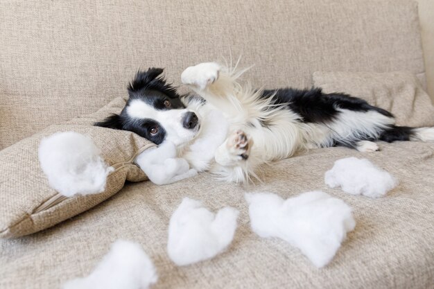 Giocherellona giocoso cucciolo di cane border collie dopo malizia mordere il cuscino sdraiato sul divano a casa