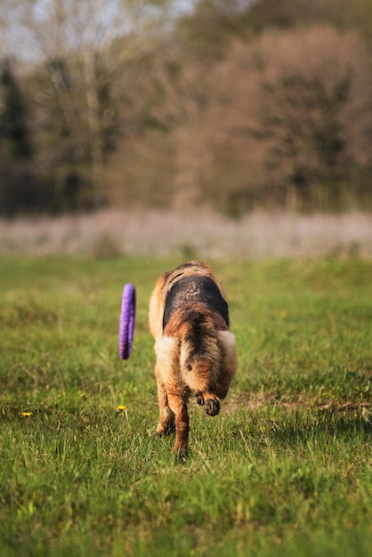 Giochi attivi con il cane Il cane pastore tedesco corre attraverso la radura verde del parco e si gode la vita