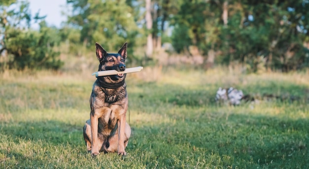 gioco del cane