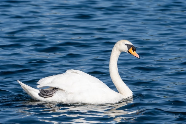 Gioco del cigno al lago