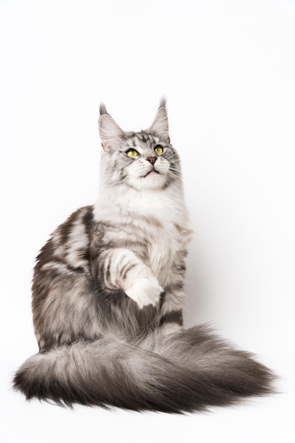 Giocoso American Forest Cat seduto con una zampa sollevata e alzando lo sguardo Studio girato gattino su bianco