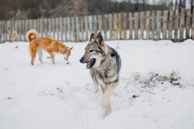 giocoso cane grigio siberian husky che corre nella neve