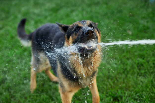 Giocoso cane pastore tedesco cerca di prendere l'acqua dal tubo da giardino in una calda giornata estiva a casa nel cortile.