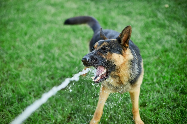 Giocoso cane pastore tedesco cerca di prendere l'acqua dal tubo da giardino in una calda giornata estiva nel cortile di casa