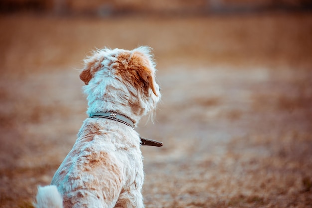 Giocoso cucciolo seduto su un prato verde in un bel tramonto in un parco cittadino