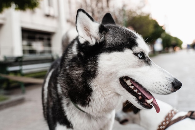 Giocoso e adorabile cucciolo di Siberian Husky all'aperto ritratto closeup Husky gioca per strada Stile di vita attivo dei cani