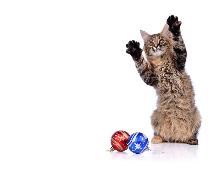 Giocoso gattino con ornamenti natalizi