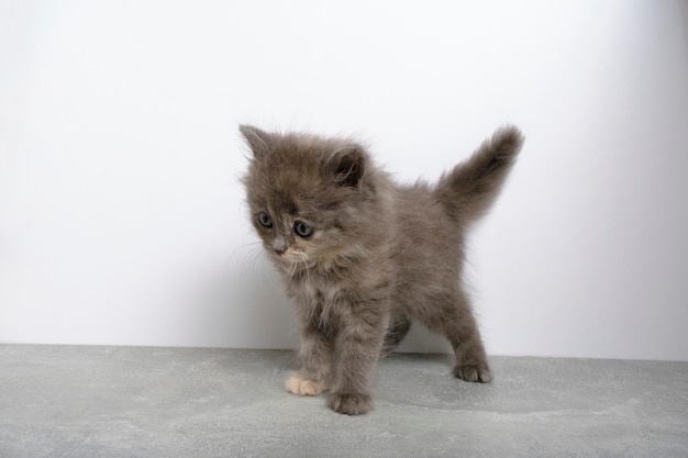 Giocoso gattino grigio con coda rialzata e orecchie sfondo bianco