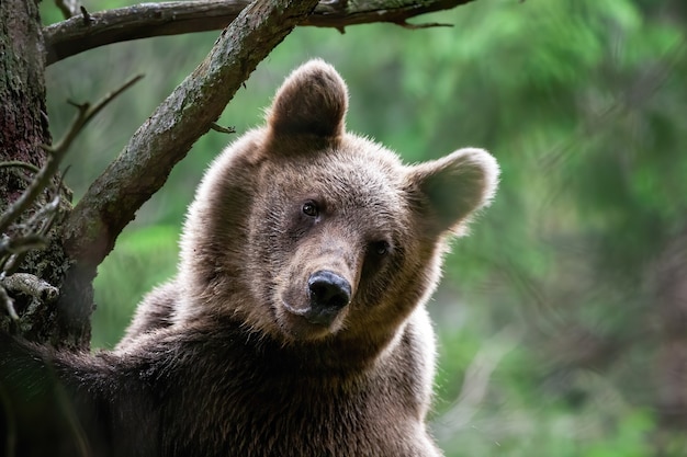 Giocoso giovane orso bruno a sua volta mentre si arrampica su un albero nella foresta verde in estate