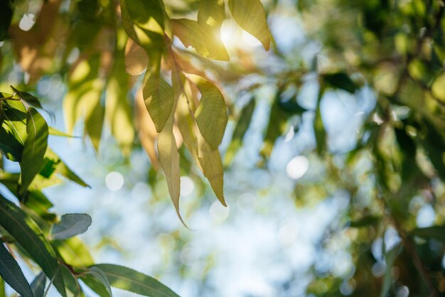 Giornata autunnale con il sole che scintilla tra le foglie autunnali gialle e verdi