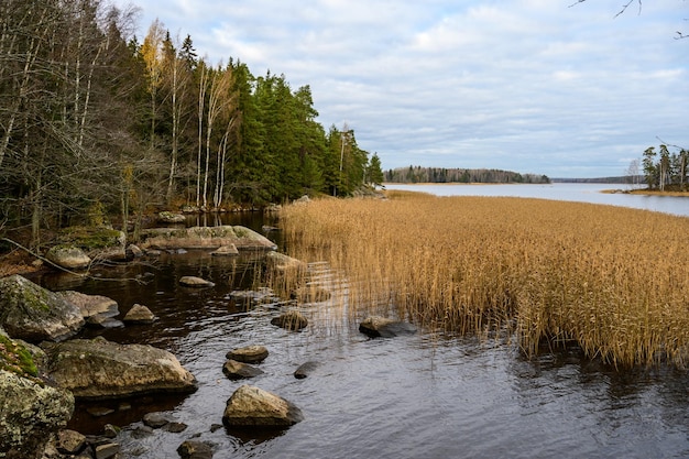 Giornata autunnale Erba di paglia Alberi e baia Baia di protezione Golfo di Finlandia Vyborg